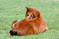 Foal resting on grass