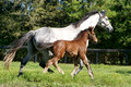 Gray mare with bay filly