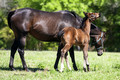 Dark mare and bay filly