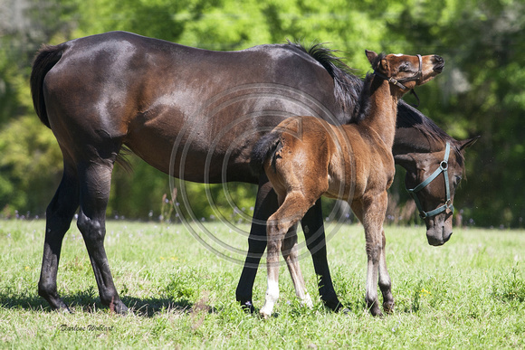 Dark mare and bay filly