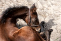 Bay filly sleeping in sand