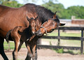 Bay mare and her new colt