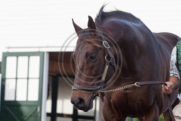 Stallion being lead from barn