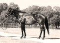 Sepia of stallion standing