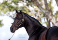 Portrait of dark brown stallion Two Step Salsa