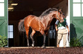 Bright bay stallion being led from barn