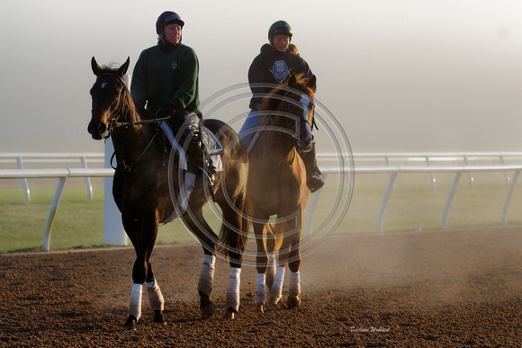 Young horses and riders on a foggy morning .