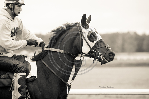 Sepia of horse and exercise rider; head shot