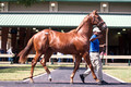 Yearling filly in walk ring prior to auction.