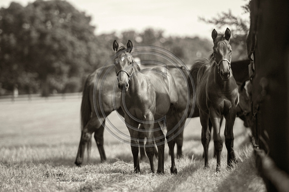 Sepia of foals with mothers behnd them.