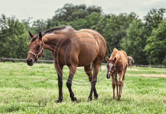 Blue and her colt, Ap 2013 8x12