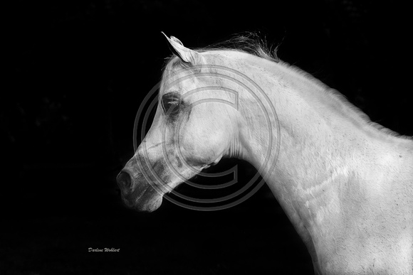 Arabian portrait 8x12