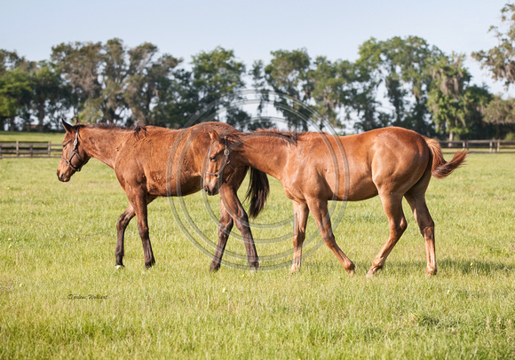 Yearlings at liberty 8x12