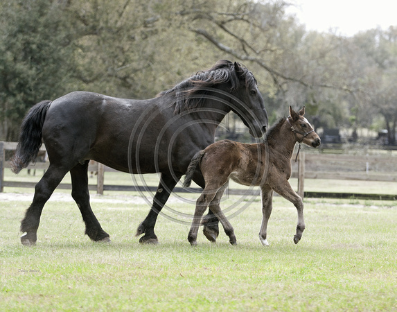 Jewel and her colt