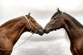 Two Stallions_8x12 or smaller