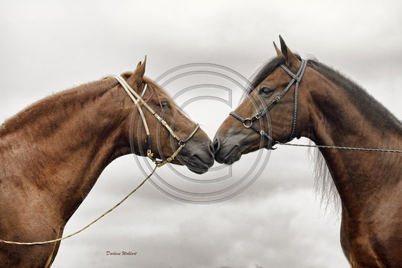 Two Stallions_8x12 or smaller