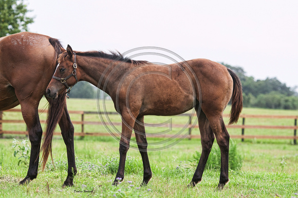 2017 filly with mother Blue Rage