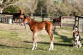 2014 filly by United States, by AP Indy