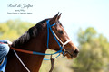 2015 filly Real de Jalpa in bridle, type