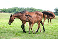 Mon's Meg and her 2015 filly by Tequilazo in pasture