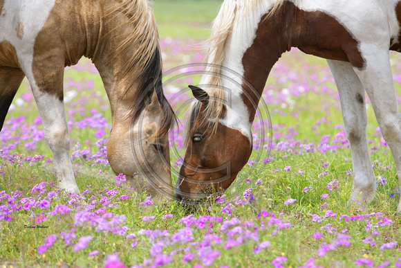 Ponies in flowers