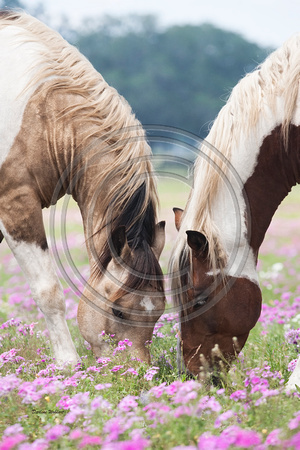 Pony stallions 'n flowers